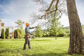 How Our Tree Care Process Works  in  Malvern, AR