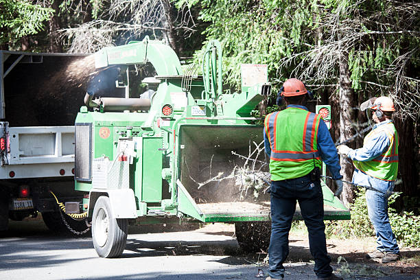 Trusted Malvern, AR Tree Services Experts